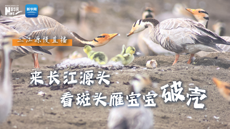“萌主”當(dāng)家丨來(lái)長(zhǎng)江源頭，看斑頭雁寶寶破殼