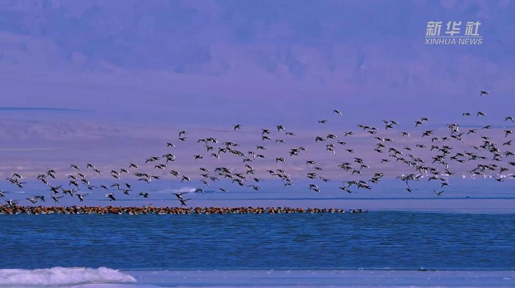 秀我中國(guó)｜青?？婶斂撕叭绠?huà)