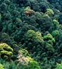 青海省持續(xù)開展大規(guī)模造林，國土綠化面積進一步擴大，省東部地區(qū)森林覆蓋率達32%高于全國平均水平