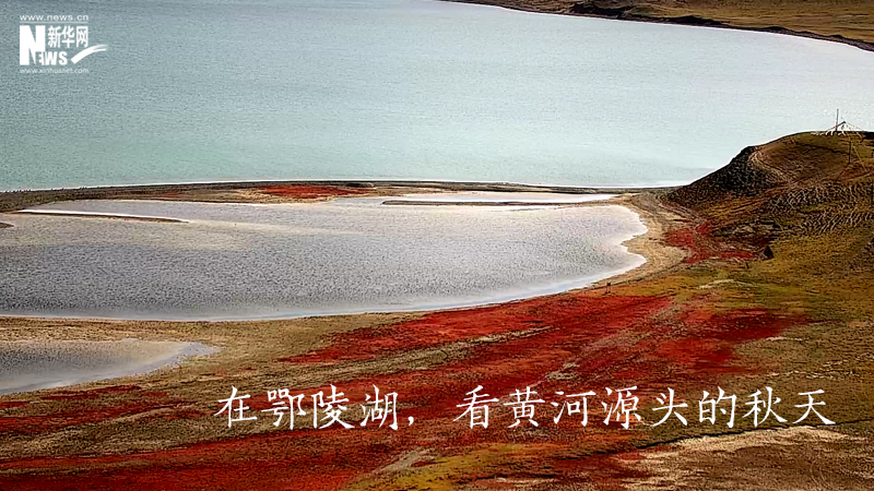 三江源慢直播丨在鄂陵湖，看黃河源頭的秋天