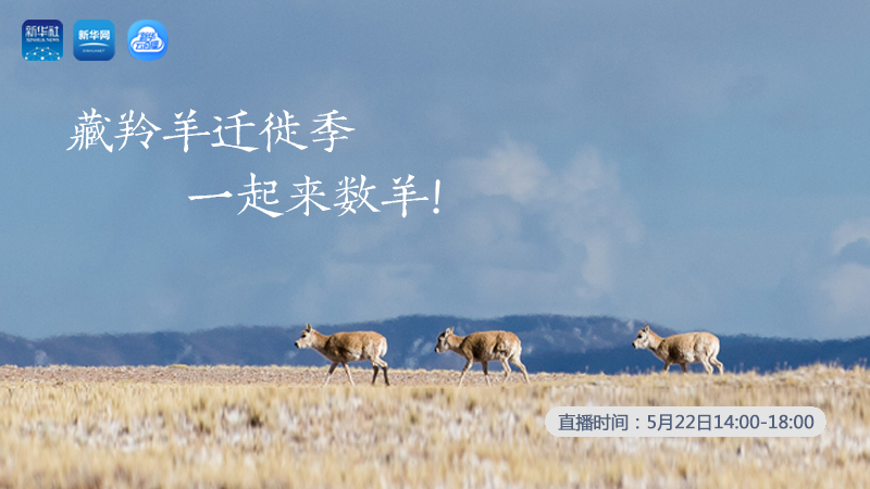 三江源慢直播丨藏羚羊遷徙季 一起來數(shù)羊！