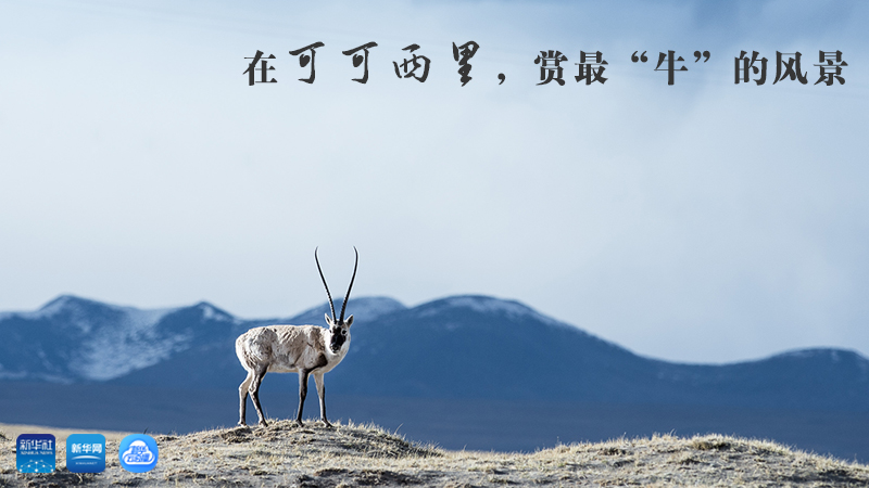 三江源慢直播丨在可可西里，賞最“牛”的美景